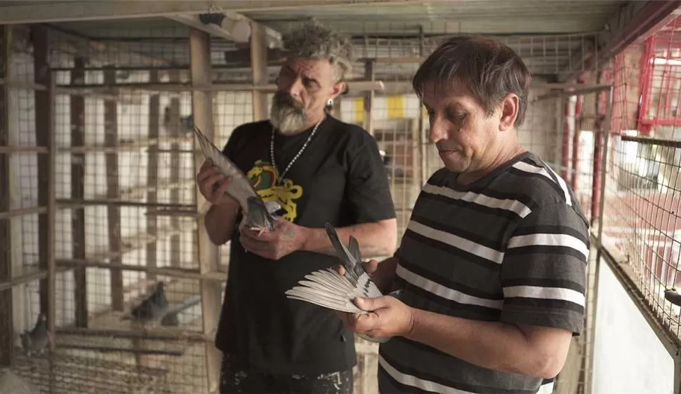 PALOMAS MENSAJERAS. “Américo”, de Federico Sosa, retrata una pasión que pasa de una generación a otra. 