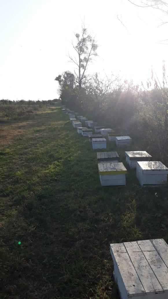 Florecieron los azahares y las abejas están fabricando la miel insignia de Tucumán