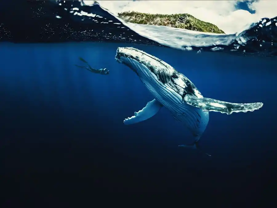 DISCOVERY. Miniserie sobre la muerte de Diana Spencer.  