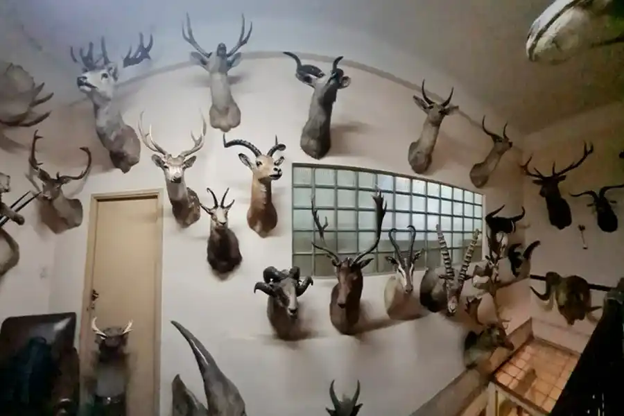 Encontraron un zoológico en la fábrica de chocolates de Ricardo Fort