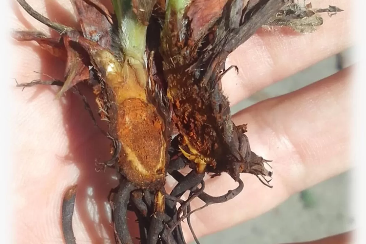 ALERTA. Una vez que la Neopestalotiopsis se hospeda en la corina y en la raíz de la frutilla resulta muy difícil sacarla. 