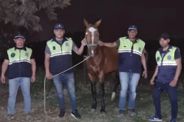 Los Nogales: recuperan dos equinos robados