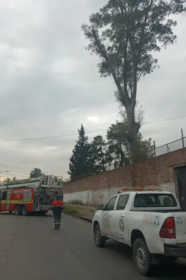 Retiraron un eucalipto de 30 metros de altura