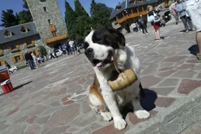 Maltrato animal: denunció una tradición de Bariloche y se hizo viral