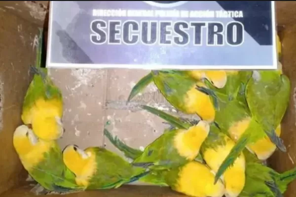 Decoloraban loros con agua oxigenada para venderlos como aves exóticas