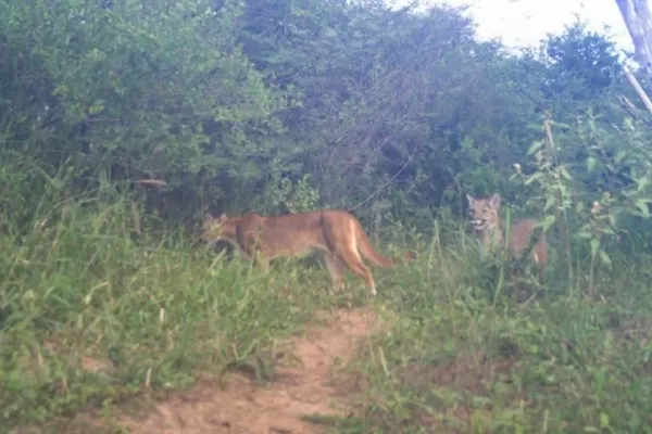 ¿Qué hacer si te encontrás con un puma?