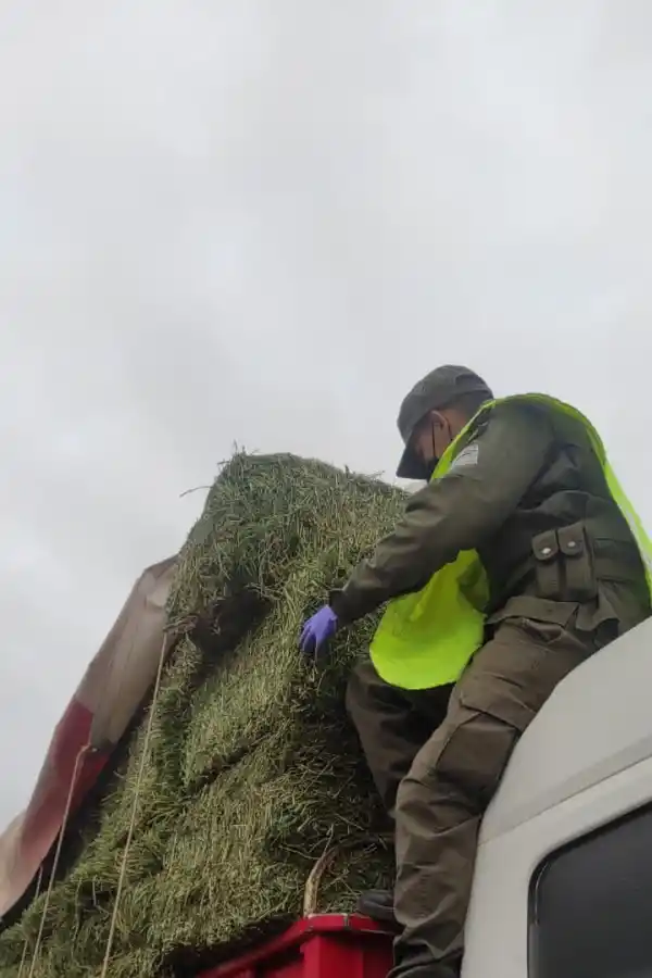 Contrabando: decomisan 77 toneladas de soja y 18.000 kilos de alfalfa sin documentación