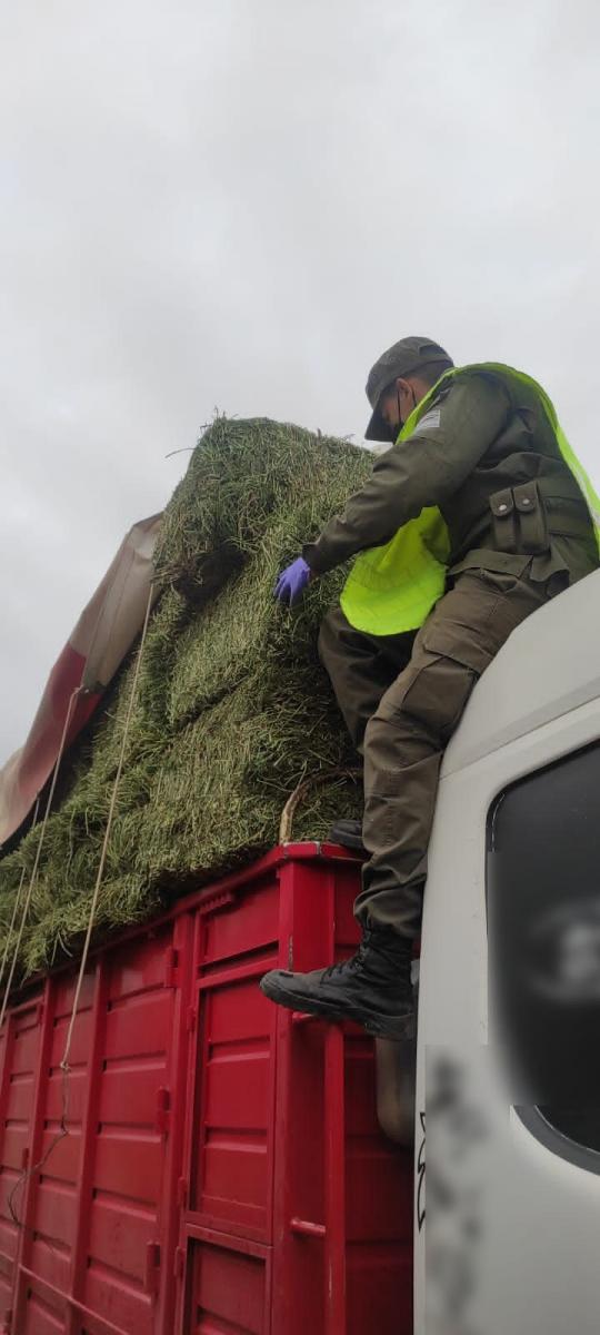 Contrabando: decomisan 77 toneladas de soja y 18.000 kilos de alfalfa sin documentación