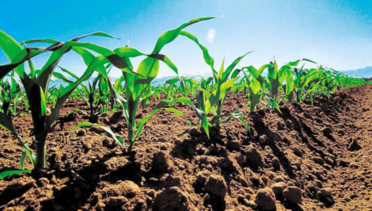 Se prevé que crezca la siembra de maíz tardío debido a varios factores