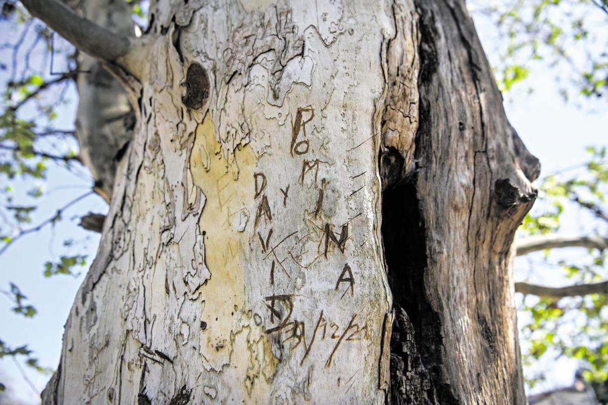ARRUINADO. A este árbol no sólo le escribieron encima, también sufrió las consecuencias de un fuego. 