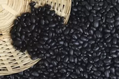 El negro es el poroto con mejor rendimiento