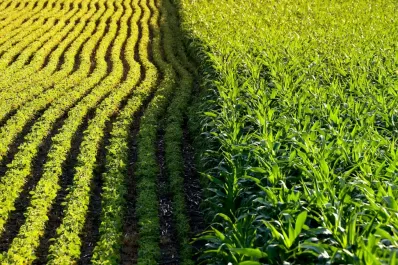 La rotación de cultivos crece, con sus beneficios