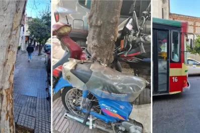 Los tucumanos tenemos cuentas pendientes con los árboles