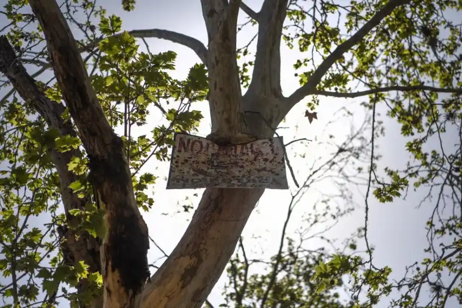 PARQUE GUILLERMINA. Un árbol dañado por la falta de conciencia.   