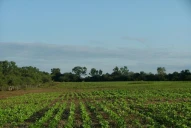 Las legumbres y su contribución al sistema granario del NOA