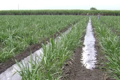 Usar la inteligencia para que no falte el agua