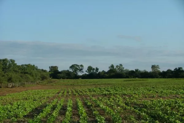 Las legumbres y su contribución al sistema granario del NOA