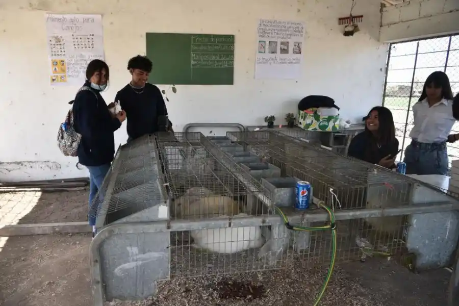 CUNICULTURA. Alumnos observan los conejos que ellos mismos crían. 