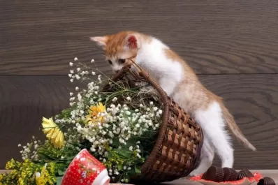 ¿Por qué a los gatos les gusta tirar cosas al suelo?