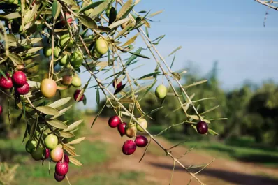 Anmat prohibió la venta de una marca de aceite de oliva
