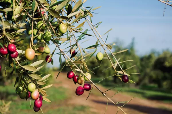 Anmat prohibió la venta de una marca de aceite de oliva