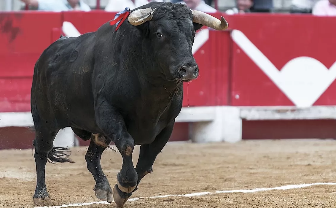 Toro mató a un carnicero en Murcia