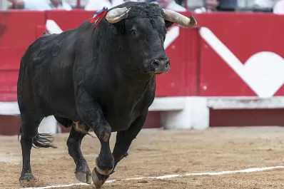 Terror en España: pensó que el toro estaba muerto, fue a carnearlo y lo mató de una cornada