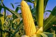 La Eeaoc dictará en la Expo su Taller de Maíz