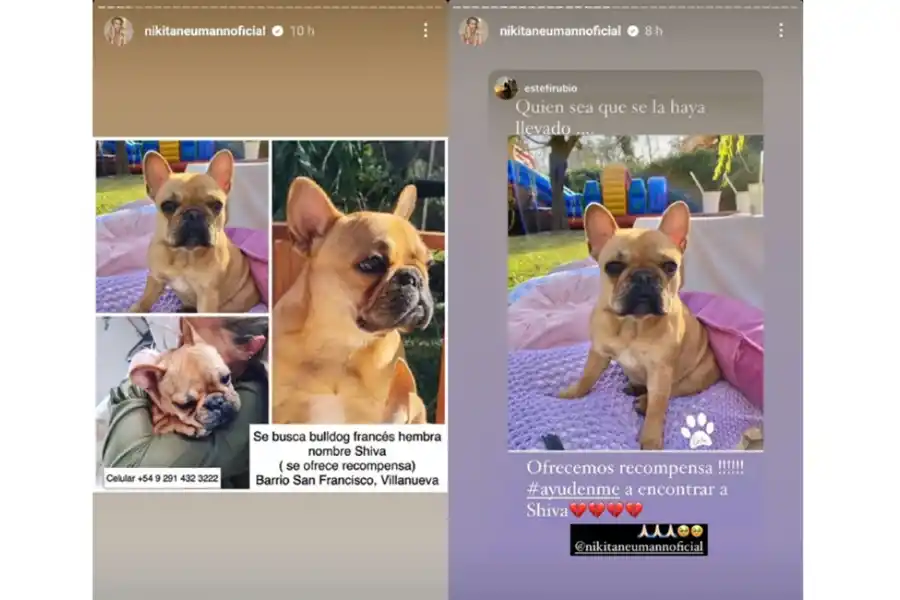 Nicole Neumann denunció que le robaron una de sus perritas