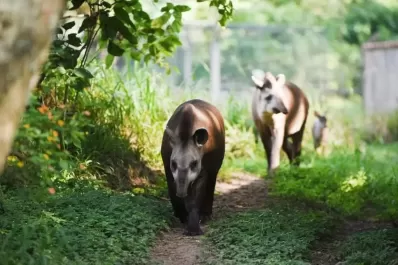 Fuerza Republicana solicitó preservar al tapir en Tucumán