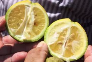 El HLB y el golpe a la citricultura de Florida