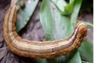 Datos sobre la “oruga militar” y sobre el “gusano barrenador”