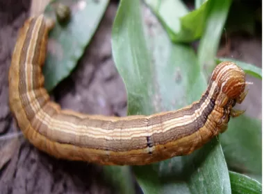 DAÑO. La larva de la oruga come hojas y brotes, lo que retrasa el crecimiento. 