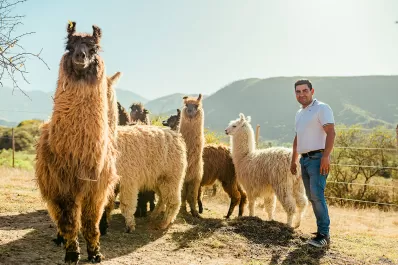 Brilla en la alta cocina la carne con ADN de la Puna de un emprendedor tucumano