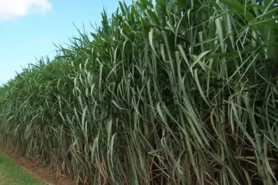 El ingenio Famaillá finalizó la zafra 2022