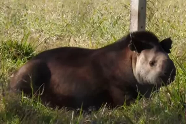 En el parque Sierra San Javier reintrodujeron un ejemplar de tapir