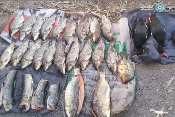 Caza y pesca ilegal en Tucumán: decomisan anguilas, sábalos y patos silvestres