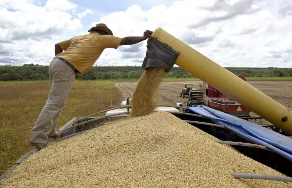 GRANOS. Brasil es un gran productor de soja; sin embargo, el hambre afecta a 33 millones de personas. 