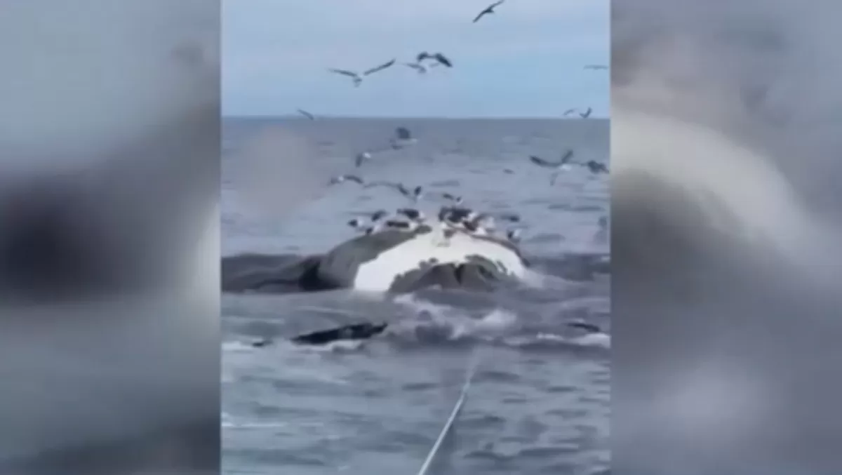 Misterio en Chubut: aparecieron seis ballenas muertas en las playas de Puerto Pirámides