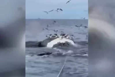 Misterio en Chubut: aparecieron seis ballenas muertas en las playas de Puerto Pirámides