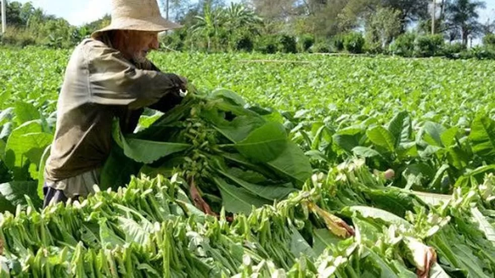 Inició el proceso de pago de $123 millones por Caja Verde para tabacaleros tucumanos