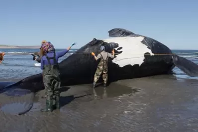 Asciende a 13 la cantidad de ballenas que aparecieron muertas en Chubut