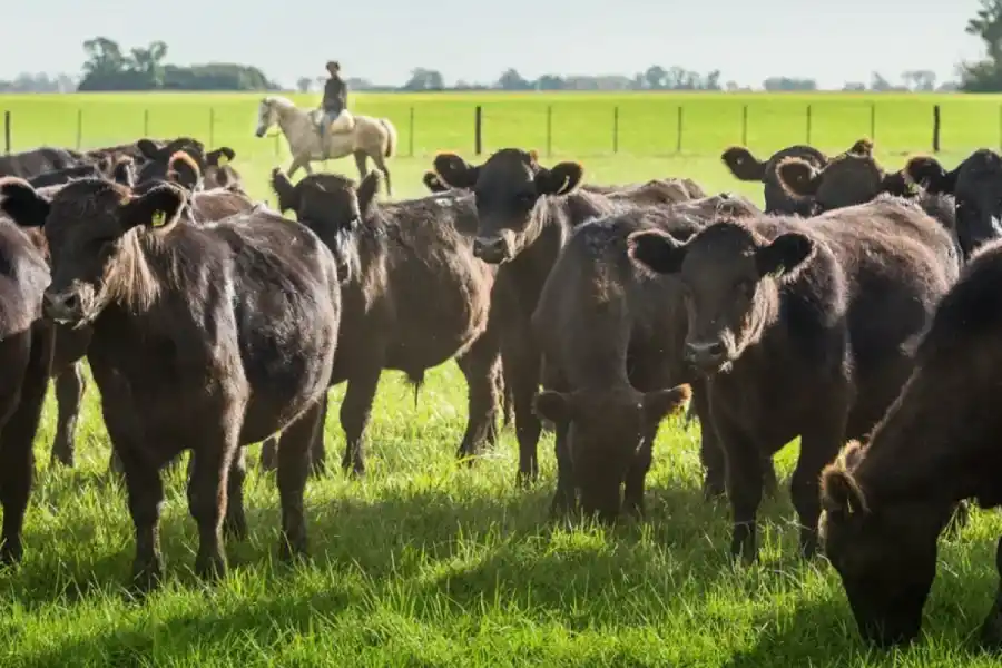 Según Duhau, solamente faenan razas británicas