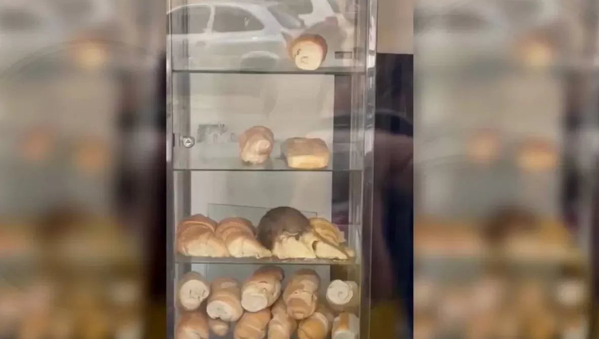 Una rata comía medialunas en una panadería de Congreso