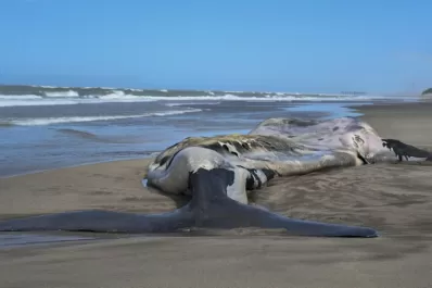 Siguen apareciendo ballenas muertas en Península de Valdés