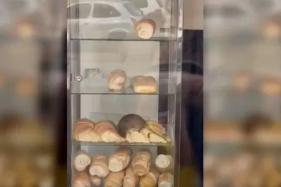 Video: filmaron a una rata comiendo medialunas en una panadería de Congreso