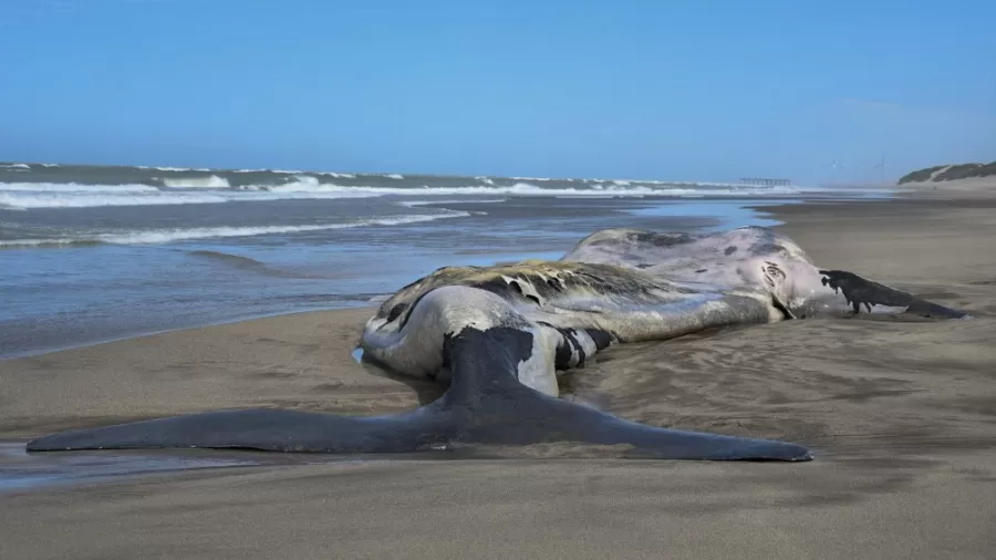 El Instituto de Conservación de las Ballenas encontró al menos 15 ballenas muertas