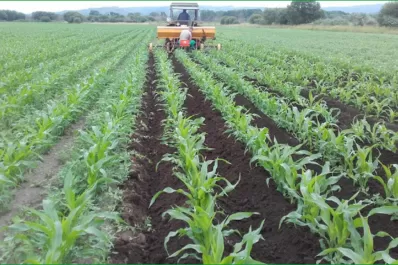 Aun con el precio de los fertilizantes alto, su utilización acarrea un beneficio económico