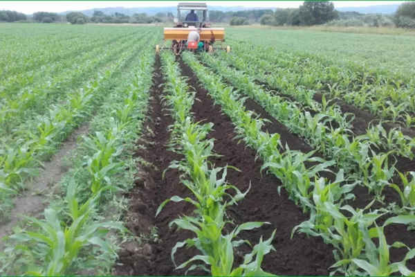 Aun con el precio de los fertilizantes alto, su utilización acarrea un beneficio económico