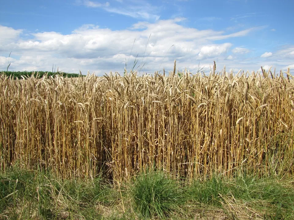 CIFRAS DURAS. Calculan que un 40% del trigo de la región núcleo de la Argentina está bajo condiciones malas.  